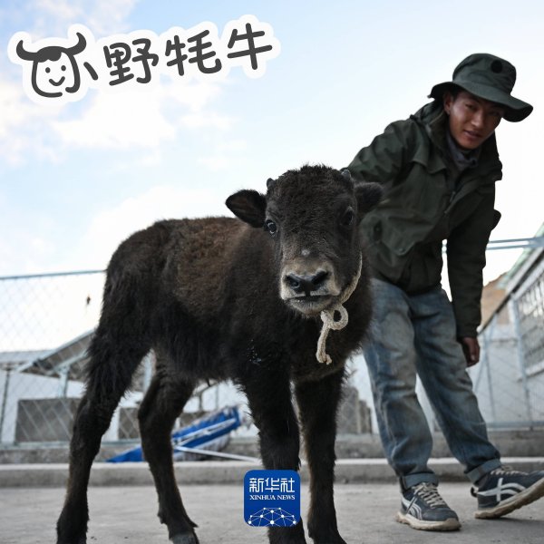 鼎茂策略 太萌了！猜猜无人区被救助的小野牦牛一天要喝几瓶奶？